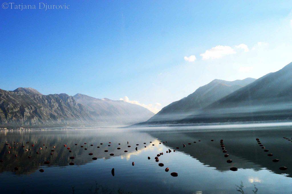 ustrichnaya-ferma-perast